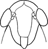 Nymph: (Observation).