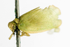 Habitus, lateral view on Anormenis pyralina (Germar, 1821): (Observation).