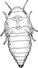 Nymph on Clastoptera obtusa (Say, 1825): (Observation).