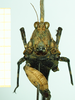 CollectionObject 1584424; 55e75c53-a67c-4528-bcd8-6d6d9fe43220: female, frontal view. (CollectionObject).