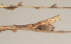 CollectionObject 1961436; NHMUK(SF IMPORT DUPLICATE) 844571, dd55e6f8-0782-47b6-a22b-3baca228529f: copyright Natural History Museum, London, photo by Paul Brock. male: end of abdomen, lateral view of synonym Pericentrus multilobatus (lectotype). (CollectionObject).