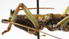 CollectionObject 1475385; a0824d2a-7fe7-4360-b9af-f24295375d01: male, anterior portion of body, lateral view (holotype). (CollectionObject).