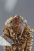 Head: !! display not done !! on Excultanus excultus (Uhler, 1877): Head/Face. (Observation).