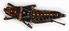 CollectionObject 1535545; 142b8a51-42e1-4a28-b32d-52c5758afb3c: female, dorsal view (lectotype). (CollectionObject).