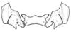 Spathalium audouinii (Blanchard, 1836): Fig. 16. epiphallus, dorsal view. (Otu).