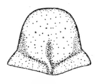 Neocyrtopsis (Paraneocyrtopsis) yachowensis (Tinkham, 1944): Fig. 157 d (after holoype). female subgenital plate, ventral view. (Otu).