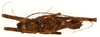 CollectionObject 1499676; e36f5a8a-fb44-4753-824d-e23cd66e9a73: male, dorsal view (paratype). (CollectionObject).