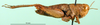 CollectionObject 1575478; 890e8b6d-57ab-44ed-98b0-bee0667f3da2: female, lateral view (paratype). (CollectionObject).
