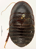 CollectionObject 1587350; MNHN(SF IMPORT DUPLICATE) MNHN-EP-EP3424, ac3792a9-3eb5-4b7d-ba8b-719d21fad22a: CC BY-NC-ND 4.0/MNHN - Depraetere Marion - 2014. Non type, female. Specimen number: MNHN-EP-EP3424. http://coldb.mnhn.fr/catalognumber/mnhn/ep/ep3424. (CollectionObject).