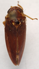Habitus, dorsal view on Polana (Culumana) pilana (DeLong & Freytag, 1972): Male holotype [AMNH]: habitus, dorsal view. (Observation).