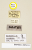Ancaudellia noonadan Roth, 1982: Copyright Natural History Museum, London. Labels from paratype (adult female) in BM(NH). (Otu).