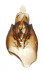 Pygofer, ventral view: !! display not done !! on Tumidagena terminalis (Metcalf, 1923): (Observation).