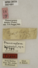 labels (holotype of Phaneroptera sinensis). Depicts CollectionObject 1529807; 19030f1c-28b2-4e7c-a0b6-d1c46c550fa1, a CollectionObject.