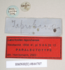 copyright Natural History Museum, London. female, data labels (paralectotype). Depicts CollectionObject 1560885; NHMUK(SF IMPORT DUPLICATE) 844707, 3a31ea37-2c7d-4df9-bb2e-fc7fa847c9fc, a CollectionObject.