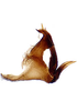 Aedeagus, lateral view: Aedeagus in lateral aspect. (Observation).