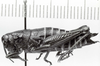 CollectionObject 1526365; 6b0f21b0-f871-4610-ad28-3e7bef6c6bb8: female, lateral view (allotype). (CollectionObject).