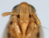 Head on Elachodelphax (Aschedelphax) peneparvulus (Beamer, 1947): (Observation).