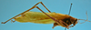 CollectionObject 1597004; daa796c9-4dcf-47c9-9de6-dfc2a9db74b5: male, lateral view (paratype of Hammatofera brasiliensis). (CollectionObject).