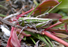 Tristira magellanica (Bruner, 1900): female, green morph. (Otu).