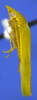Habitus, lateral view on Carapona eximia (DeLong & Freytag, 1975): Male [DZRJ]: habitus, lateral view. (Observation).