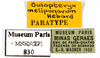 CollectionObject 1587505; MNHN(SF IMPORT DUPLICATE) MNHN-EP-EP830, e8b0a3d1-f3f1-4f5a-ae38-47876f23ef31: CC BY-NC-ND 4.0/MNHN - Depraetere Marion - 2014. Paratype, sex unknown, of meliponarum Hebard, 1921. Specimen number: MNHN-EP-EP830. http://coldb.mnhn.fr/catalognumber/mnhn/ep/ep830. (CollectionObject).