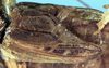CollectionObject 1599194; 0f727159-4132-4a9c-a688-d2569c46d38c: male tegmina (paralectotype). (CollectionObject).