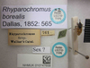 CollectionObject 1596189; 304b8c22-6efb-4a60-a470-a801ce52aad0: Rhyparochromus borealis. Paralectotype. (BMNH) - (CC BY-NC 4.0) Photo by Stuart Cole, reproduced with permission from the Natural History Museum, London, UK. (CollectionObject).