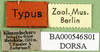 CollectionObject 1501641; 4163fa9f-720f-4d50-8226-ab3f4dae69fe: labels (syntype). (CollectionObject).