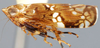 Habitus, lateral view: Nesophrosyne sp., lateral habitus. (Observation).