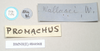 CollectionObject 1560285; c42665e7-922a-4a4e-bc70-12928f7e520e: copyright Natural History Museum, London. male, data labels (syntype). (CollectionObject).;CollectionObject 1560286; 3e34dd6f-f719-45b4-b973-e3a6199c4aaf: copyright Natural History Museum, London. male, data labels (syntype). (CollectionObject).