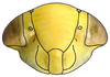 Head: Opsius stactogalus, face (INHS). (Observation).