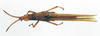 CollectionObject 1501018; cdf2d51d-b64d-4fd9-b869-b7a278254943: male, dorsal view (lectotype). (CollectionObject).