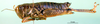 CollectionObject 1502041; b51f416f-6441-48d4-b536-7563dee48256, DORSA BA000651S01: female, lateral view (paratype). (CollectionObject).