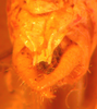CollectionObject 1543538; fd576713-b19a-4fc4-b5ce-62d61c692787: male abdomen tip, ventral view (syntype). (CollectionObject).