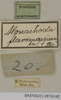 CollectionObject 1572963; b5252e25-f802-4d6e-97b7-a5859b4880bb: Copyright Natural History Museum, London. Labels from non-type (adult male) in BM(NH). (CollectionObject).