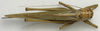 CollectionObject 1535195; a7980e1d-a2ed-41be-adab-e5b3294aa4ba: female, dorsal view (holotype). (CollectionObject).