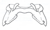 Weenenia lineata Brown, 1962: Fig. 58. male epiphallus. (Otu).