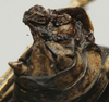 CollectionObject 1534971; 946bf810-25e9-4cd8-9e6f-ca64f6ba3dc3: male cerci (holotype). (CollectionObject).