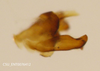 Pygofer, lateral view on Aphrophora (Plesiommata) irrorata Ball, 1899: (Observation).