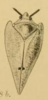 Habitus, dorsal view on Dalapax nigricornis (Guérin-Méneville, 1844) now Dalapax postica (Spinola, 1839): (Observation).