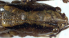 female head and pronotum, dorsal view. Depicts CollectionObject 1532906; 92b81893-7a07-41d5-bb74-c6213bb6b502, a CollectionObject.
