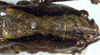 CollectionObject 1532906; 92b81893-7a07-41d5-bb74-c6213bb6b502: female head and pronotum, dorsal view. (CollectionObject).