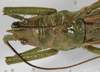 CollectionObject 1539576; 60556447-0e13-4a23-9cf8-0baa67a3dbff, MNHN-EO-ENSIF832: female pronotum, dorsal view (holotype). (CollectionObject).