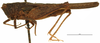 CollectionObject 1521864; OUM 701 1/5, 82cb45f6-effe-4ea2-a523-46f81cb8ef21: female, lateral view (syntype of Acanthalobus longinotus). (CollectionObject).