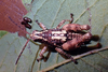 FieldOccurrence 122; 76c98ec5-02a8-4565-b89d-a6215dd1ef86; United Republic of Tanzania: Dodoma
East Chenene forest reserve, 2022/04/??: male, dorsal view. (FieldOccurrence).