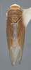 Habitus, dorsal view: !! display not done !! on Colladonus brunneus (Osborn, 1915): Dorsal. (Observation).