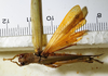 CollectionObject 1498679; 6e7b514c-59f4-4060-ae6b-b34e8b1250b5: male, dorsal view. (CollectionObject).