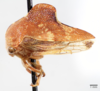 Habitus, lateral view: !! display not done !! on Telamona woodruffi Ball, 1925: (Observation).