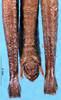 CollectionObject 1505071; 39f99438-684a-496c-ab17-f3d50835ce82, DORSA D005AM01: male, abdomen tip (holotype). (CollectionObject).