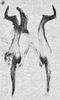 Other on Erythridula abolla (McAtee, 1920): Aedeagus, connective, and styli. (Observation).